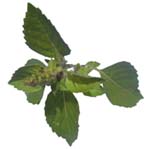 Basil Oil (Essential Oil)